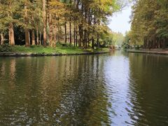 -上海共青森林公园