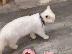 -楼上猫咖(罗湖店)