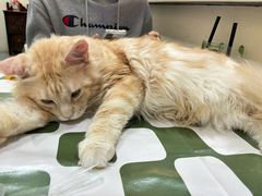 -猫小院猫主题餐厅(南锣旗舰店)