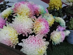 -廊坊文化艺术中心