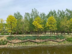 -东郊湿地公园