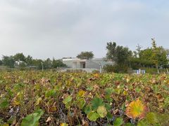 -鉴湖国家城市湿地公园