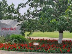 -御林古桑园