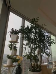 -久匠半永久纹眉