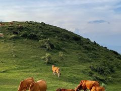 -大姆山草场