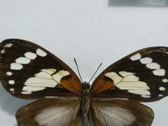 -上海昆虫博物馆