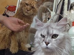 -平行世界·猫咖(首经贸店)