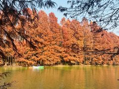 -上海海湾国家森林公园