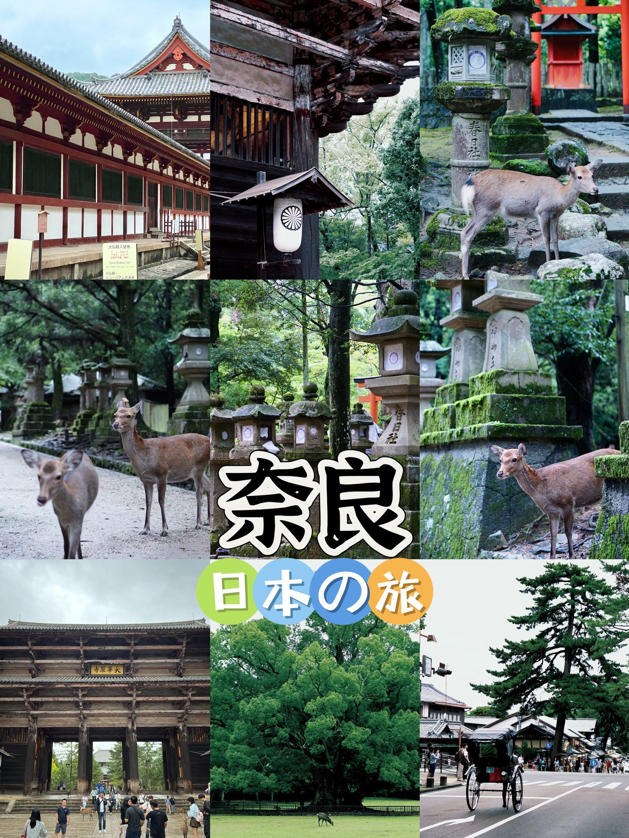 n奈良近铁站➡️东大寺➡️奈良公园➡️春日大社➡