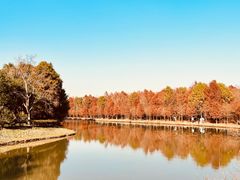 -上海海湾国家森林公园