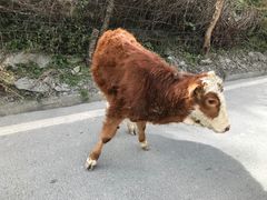 -硗碛藏寨·神木垒景区