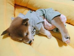 -逗柴咖啡屋·狗咖猫咖宠物桌游