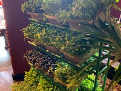 新鲜的蔬菜-大匠工房古船木艺术餐厅·猪肚鸡专门店(长白仙岛店)