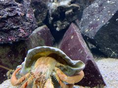 -凯莉-塔尔敦海洋生物水族馆