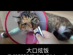 -邢大夫动物医院