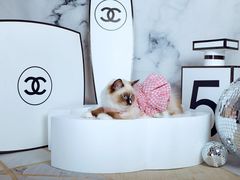 -超宠爱宠物摄影-Super pet