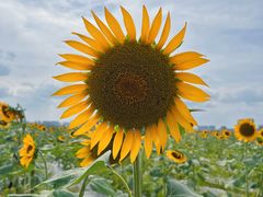 -光明小镇欢乐田园