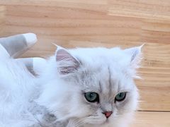 -猫腻·猫咖·撸猫馆(星光大道店)
