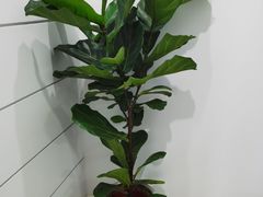 -双季花艺园艺市场(浦东店)