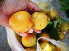 -燕北云山·农家菜·灶台鱼(密云溪翁庄店)