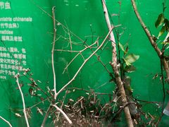 -上海大自然野生昆虫馆(东方明珠·爬宠昆虫探索中心)