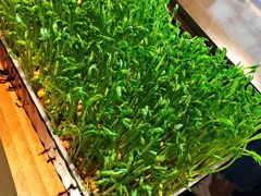 活体豌豆苗-捞王锅物料理(上海世茂广场店)