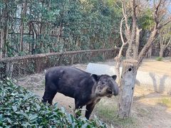 -上海野生动物园