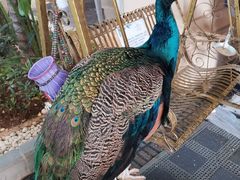 -西双版纳融创皇冠假日度假酒店