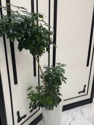 -YESIDO椰岛造型
