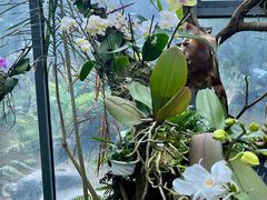 -东莞植物园