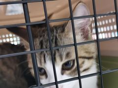 -瑞鹏瑞爱宠物医院·全科·猫科·血液透析中心(龙头寺店)