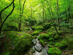 -牛背梁国家森林公园
