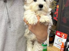 -翊宠yipet猫狗购宠庄园犬舍•猫舍