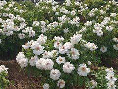-洛阳市隋唐城遗址植物园