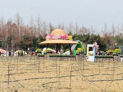 -荷兰花海