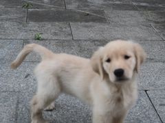 -佳雯宠物医院·皮肤科·内外科(春晓路分院)