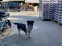 -上海龙吴水胜海发市场