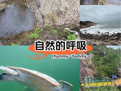 -广东惠东海龟国家级自然保护区