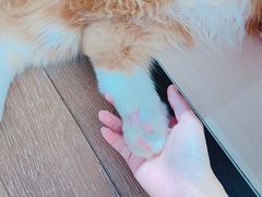 -瞄一喵猫咖(格力海岸店)