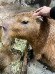 -Zoolung Zoolung动物主题公园(海信广场店)