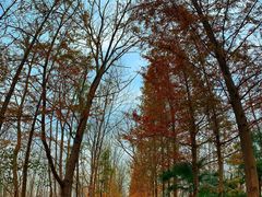 -合肥滨湖国家森林公园