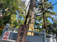 -天目山大树王景区