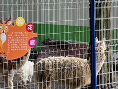 -武陵山森林公园