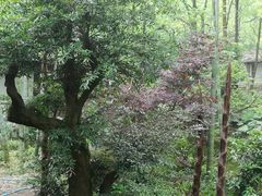 -南山植物园