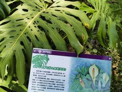 -中国科学院西双版纳热带植物园