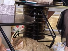 -藏猫猫咖啡主题馆(中央大道店)