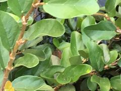 -西湖外事游船(花港观鱼码头)