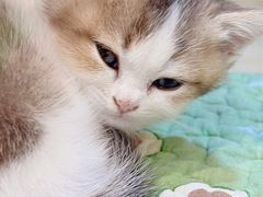 -momokira米努特·德文卷毛猫·棉花面纱犬