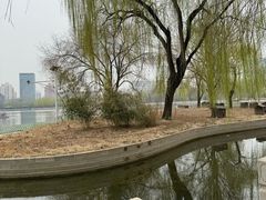 -莲花池公园