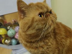 -猫和宫(六道口店)